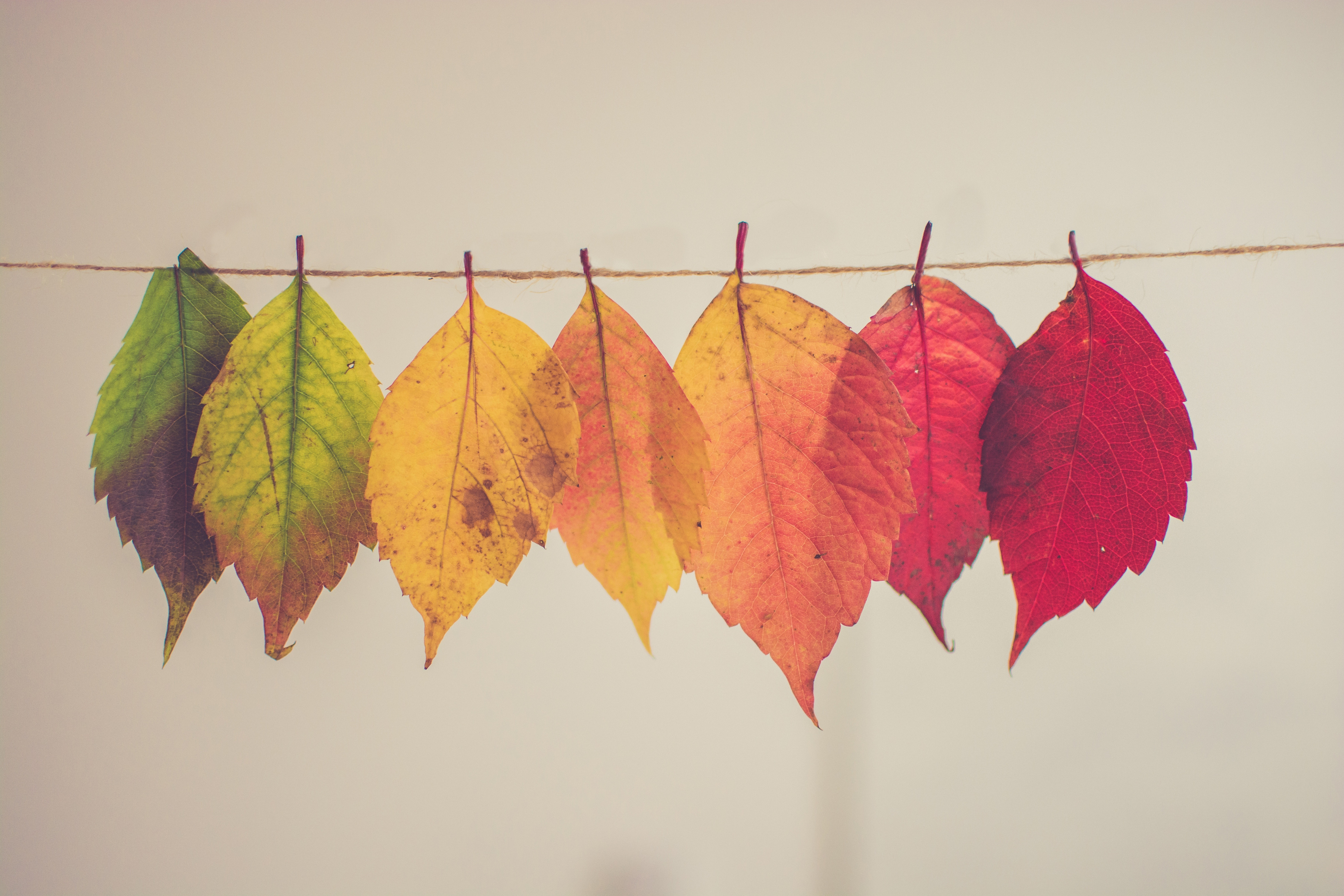 Colorful Autumn Leaves