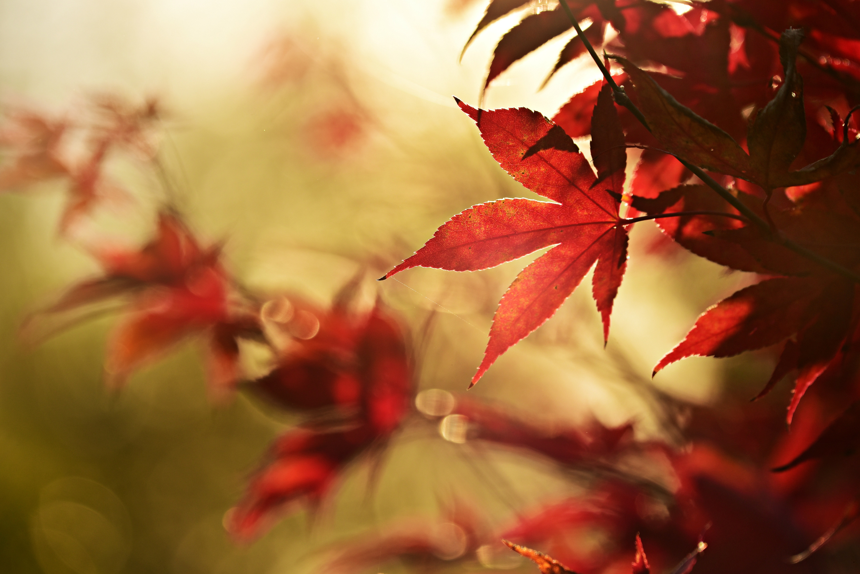 Maple Leaves in Autumn