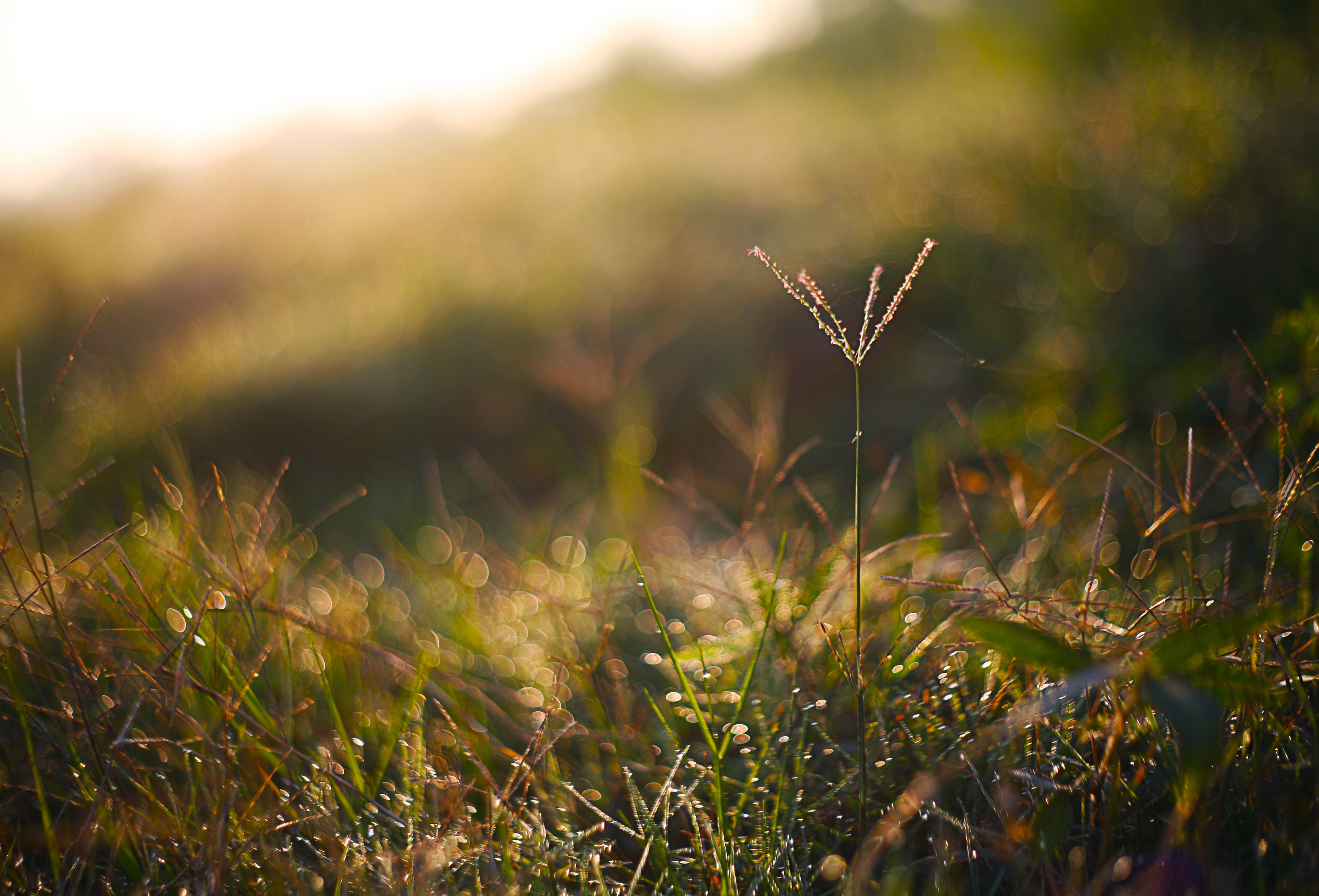 Tilt-shift Photography Of Grass