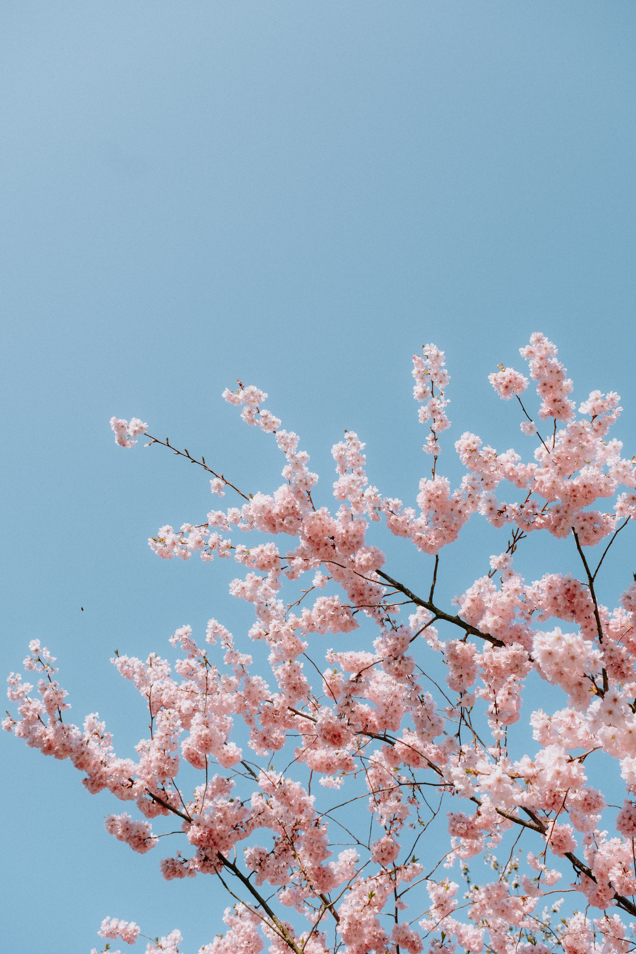 Blooming Cherry Blossom Tree 