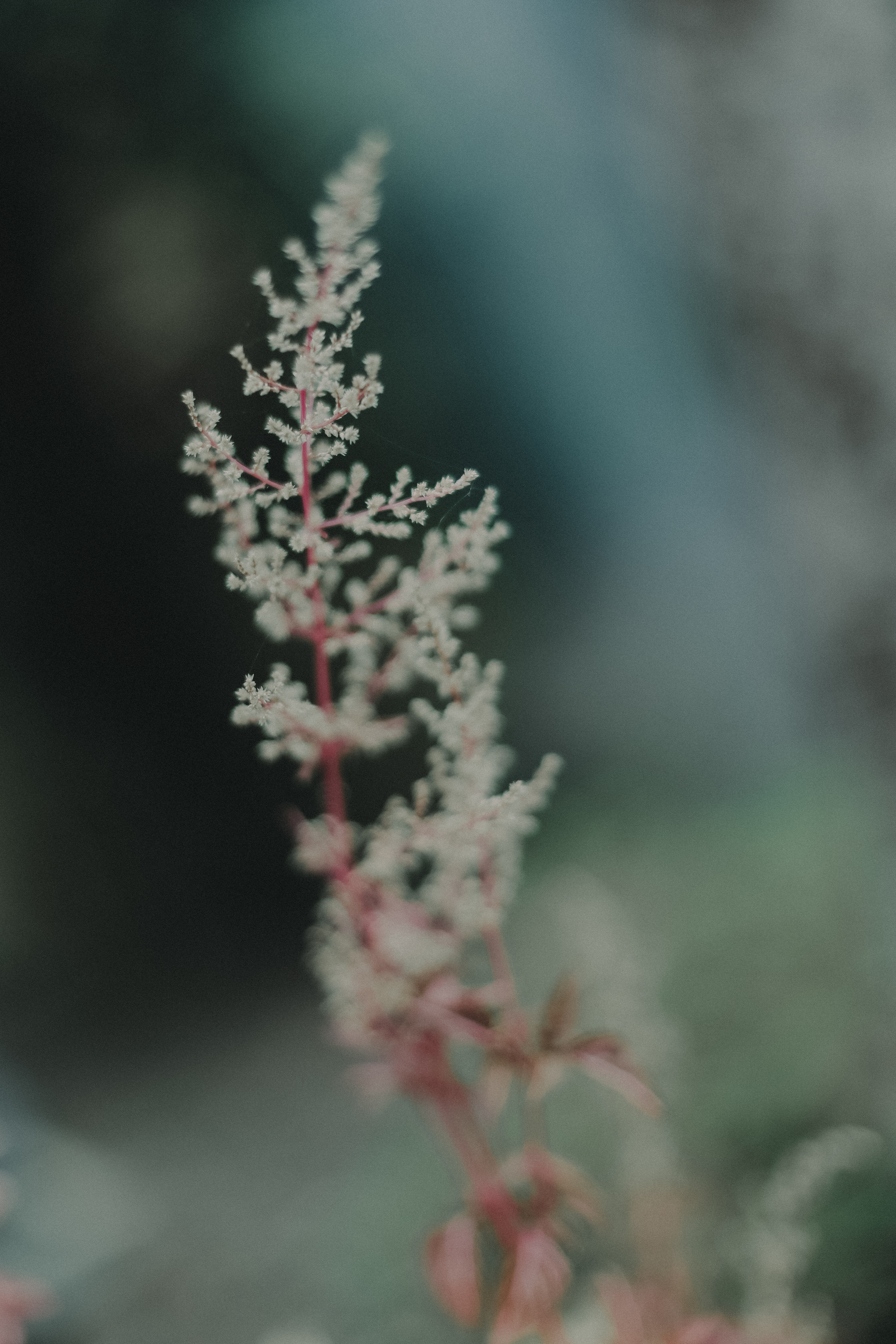 White Flower