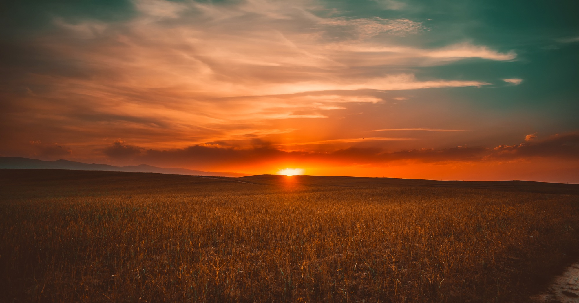 Sunset in the Field